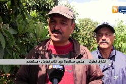 مستغانم: أشجار مثمرة مهددة بالإتلاف بسبب أشغال الطريق والفلاحون يناشدون