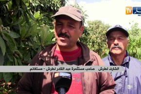 مستغانم: أشجار مثمرة مهددة بالإتلاف بسبب أشغال الطريق والفلاحون يناشدون