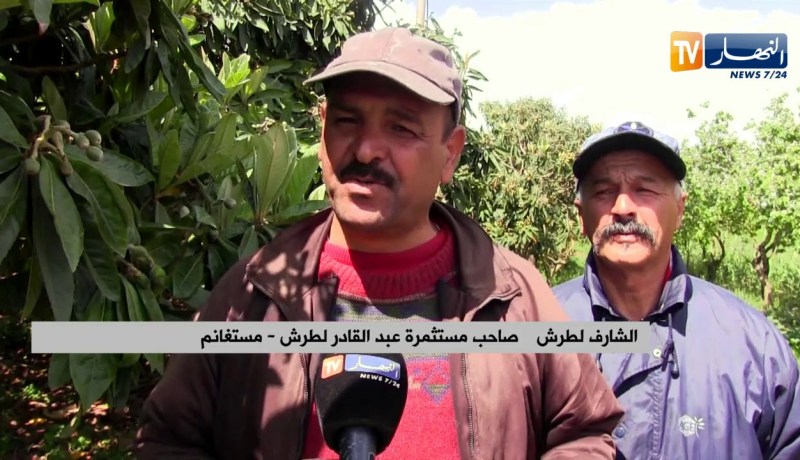 مستغانم: أشجار مثمرة مهددة بالإتلاف بسبب أشغال الطريق والفلاحون يناشدون
