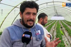 جيجل: الشاب بلال يعتمد طريقة طبيعية وصحية لإنتاج الفراولة