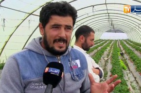 جيجل: الشاب بلال يعتمد طريقة طبيعية وصحية لإنتاج الفراولة