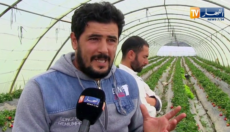 جيجل: الشاب بلال يعتمد طريقة طبيعية وصحية لإنتاج الفراولة