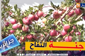 جزائريون: باتنة .. جنة التفاح وقبلة للباحثين عن العمل في مجال الفلاحة