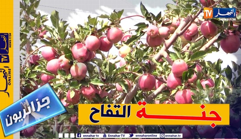 جزائريون: باتنة .. جنة التفاح وقبلة للباحثين عن العمل في مجال الفلاحة