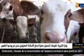 الشلف:تربية الأبقار الحلوب..شعبة هامة تستوجب المرافقة والدعم