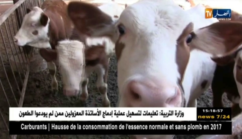 الشلف:تربية الأبقار الحلوب..شعبة هامة تستوجب المرافقة والدعم