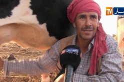 سعيدة: غياب الكهرباء الريفية يعيق تربية الأبقار وإنتاج الحليب بمنطقة صوانة لرباع