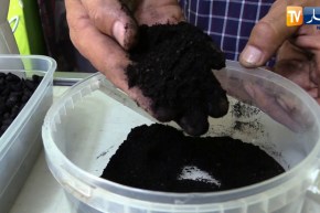 مختار شاب جزائري.. يحوّل نواة الزيتون إلى فحم طبيعي صالح للإستعمال