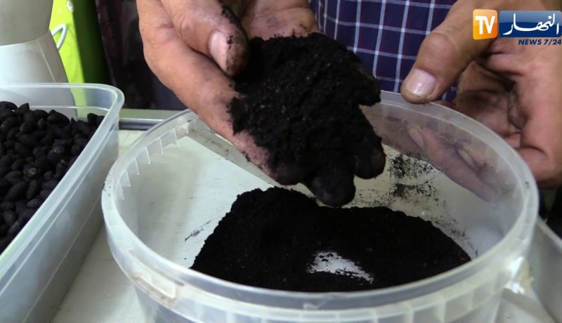 مختار شاب جزائري.. يحوّل نواة الزيتون إلى فحم طبيعي صالح للإستعمال