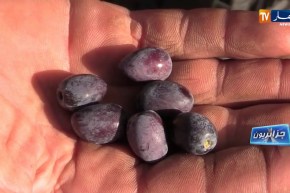 جزائريون: مزرعة الزيتون..  فلاحة عائلية بخطوات ثابتة