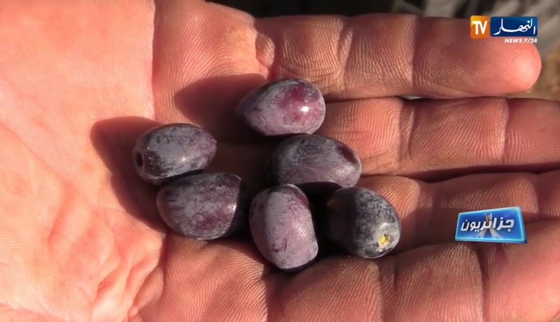 جزائريون: مزرعة الزيتون..  فلاحة عائلية بخطوات ثابتة