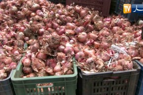 الطارف: تحقيق وفرة في إنتاج البصل.. والفلاحون يطالبون بتوفير إمكانيات التخزين