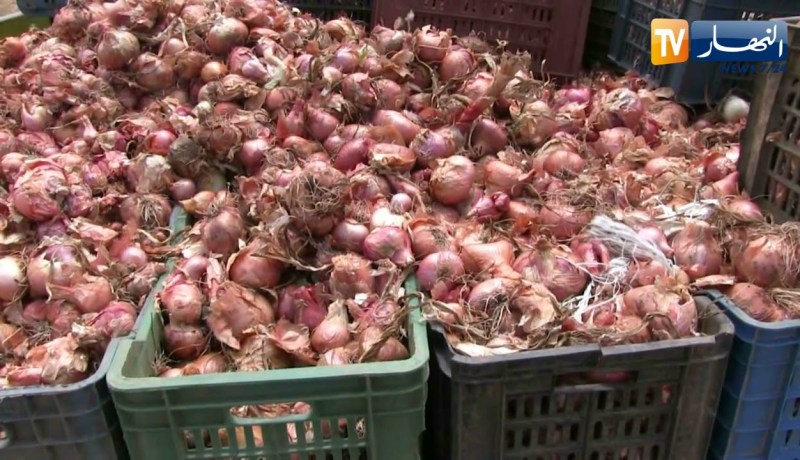 الطارف: تحقيق وفرة في إنتاج البصل.. والفلاحون يطالبون بتوفير إمكانيات التخزين