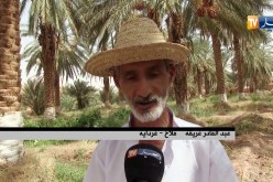 غرداية/ المنقر أو البسر..سيد الموائد الصحراوية هذه الأيام