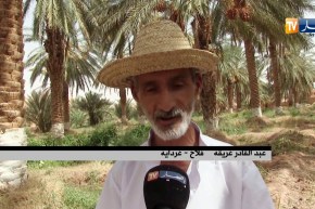 غرداية/ المنقر أو البسر..سيد الموائد الصحراوية هذه الأيام