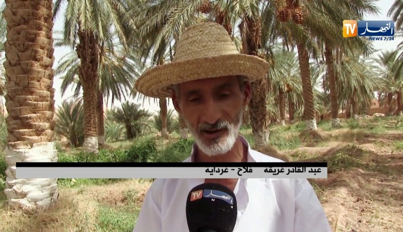 غرداية/ المنقر أو البسر..سيد الموائد الصحراوية هذه الأيام