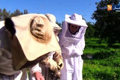 طلة الصباح: تعرف على كيفية فتح خلية نحل وكيف يربى مع عمي محمد