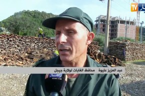 جيجل: أزيد من 11 ألف قنطار من الفلين.. بين تحقيق الوفرة وبين التصدير