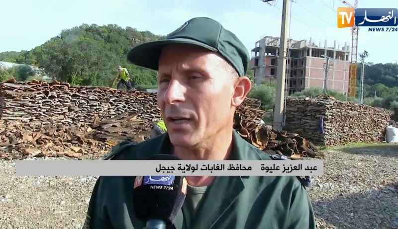 جيجل: أزيد من 11 ألف قنطار من الفلين.. بين تحقيق الوفرة وبين التصدير