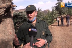 باتنة: تدخل محافظة الغابات في قضية قطع أشجار الأرز بطريق أم الرخى