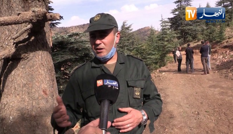 باتنة: تدخل محافظة الغابات في قضية قطع أشجار الأرز بطريق أم الرخى