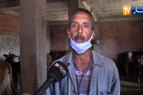 إهتراء المسالك و غلاء الأعلاف مشاكل تواجه مربي الأبقار بمشتة المشارع بسوق الأهراس