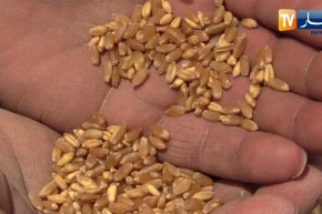 الترخيص بتصدير المنتجات الغذائية.. وهذه أبرز الشروط