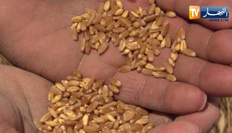 الترخيص بتصدير المنتجات الغذائية.. وهذه أبرز الشروط