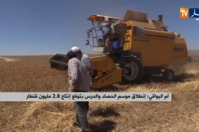 أم البواقي: إنطلاق موسم الحصاد والدرس بتوقع إنتاج 2 8 مليون قنطار
