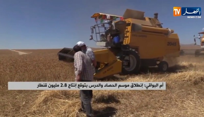 أم البواقي: إنطلاق موسم الحصاد والدرس بتوقع إنتاج 2 8 مليون قنطار