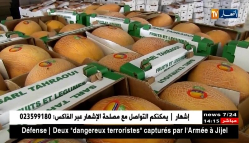 بسكرة: تصدير 23 طن من البطيخ نحو أوروبا أسبوعيا من المزرعة النموذجية بمزيرعة