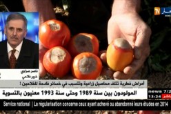 أمراض فطرية تتلف محاصيل زراعية و تتسبب في خسائر فادحة للفلاحين