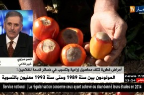 أمراض فطرية تتلف محاصيل زراعية و تتسبب في خسائر فادحة للفلاحين