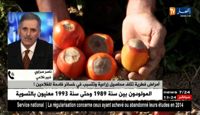 أمراض فطرية تتلف محاصيل زراعية و تتسبب في خسائر فادحة للفلاحين