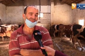 مجتمع: عمل مربوا الأبقار يزداد صعوبة في ظل جائحة كورونا