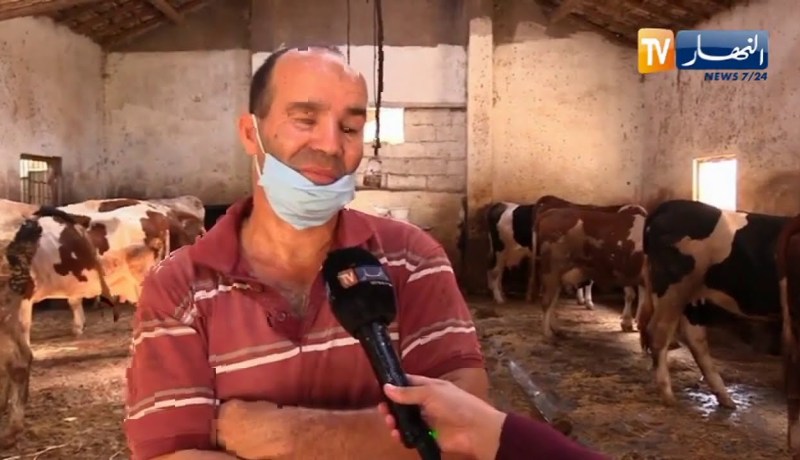 مجتمع: عمل مربوا الأبقار يزداد صعوبة في ظل جائحة كورونا