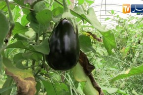 مجتمع: فلاحون يقاومون حرارة الصيف لتوفير المنتجات للمواطن