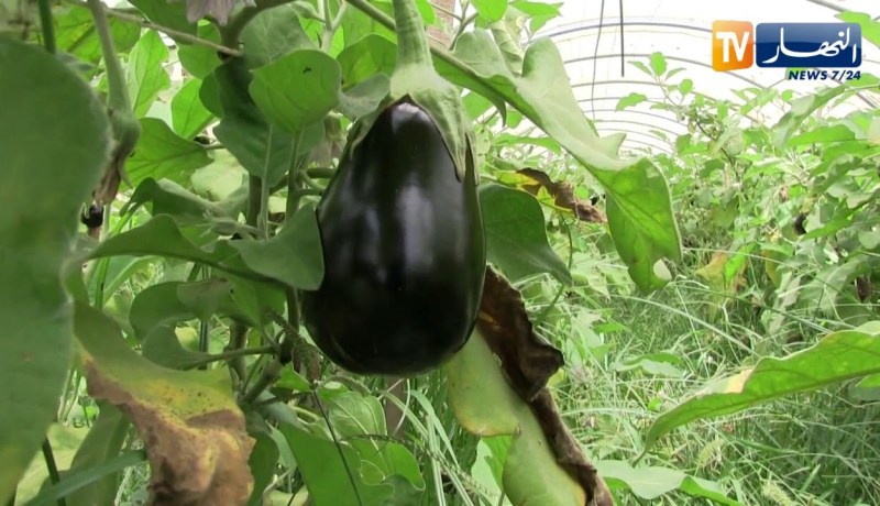 مجتمع: فلاحون يقاومون حرارة الصيف لتوفير المنتجات للمواطن