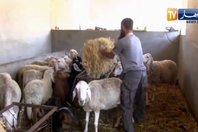 بجاية: رياض..فلاح شاب منشئ لقطب فلاحي متنوع بخراطة