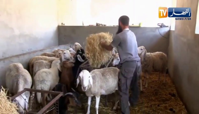 بجاية: رياض..فلاح شاب منشئ لقطب فلاحي متنوع بخراطة