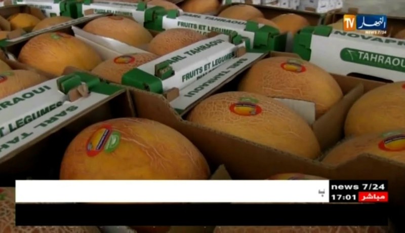 بسكرة: تصدير 23 طن من البطيخ نحو أوروبا أسبوعيا من المزرعة النموذجية بمزريعة