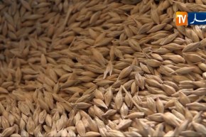 الجزائر تطرح مناقصة لشراء 50 ألف طن من القمح