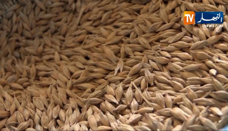 الجزائر تطرح مناقصة لشراء 50 ألف طن من القمح