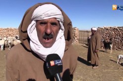 تيارت: مربوا الماشية يتصدون للوباء بإمكانياتهم الخاصة