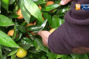 مجتمع: إنخفاض إنتاج الحمضيات..  بسبب شح أمطار الموسم الماضي
