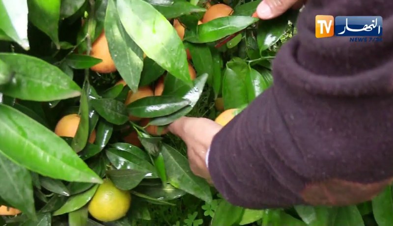 مجتمع: إنخفاض إنتاج الحمضيات..  بسبب شح أمطار الموسم الماضي