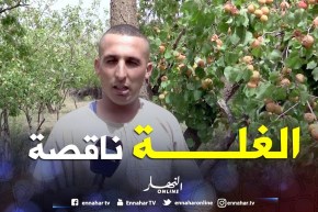 باتنة: إنطلاق حملة جني مشمش بوزينة وسط قلة الإنتاج