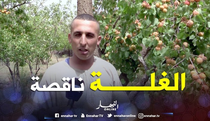 باتنة: إنطلاق حملة جني مشمش بوزينة وسط قلة الإنتاج