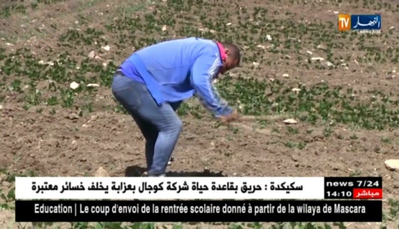 بجاية/ شبان من صغار الفلاحين يحولون أرضا قاحلة إلى جنة خضراء