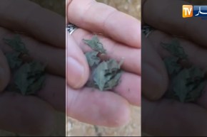 سكيكدة: صاحب محل للإطعام السريع يعثر على طلاسم وضعت من قبل فتاتين قبل أن تفرا